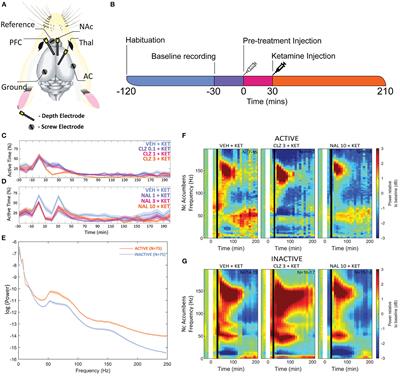 Activity-State Dependent Reversal of Ketamine-Induced Resting State EEG Effects by Clozapine and Naltrexone in the Freely Moving Rat